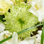2 Deko Chrysantheme Zembla Lime